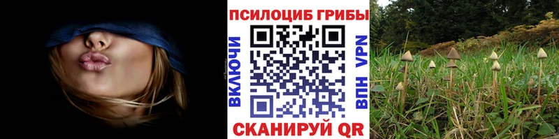 блэк спрут маркетплейс  Аткарск  это как зайти  Псилоцибиновые грибы Psilocybe 